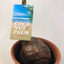 画像をギャラリービューアに読み込む, 【販売期間:7月31日まで】ココヤシ 7号 1鉢