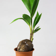 画像をギャラリービューアに読み込む, 【販売期間:7月31日まで】ココヤシ 7号 1鉢