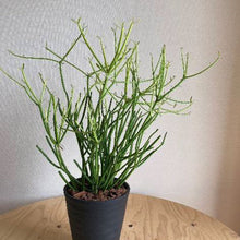 画像をギャラリービューアに読み込む, 【室内におすすめ 植物】ミルクブッシュ 6号