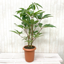 画像をギャラリービューアに読み込む, ツピタンサス・カリプトラツス 8号