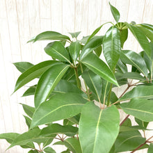 画像をギャラリービューアに読み込む, ツピタンサス・カリプトラツス 8号