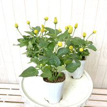 画像をギャラリービューアに読み込む, 【7/27以降発送】スピランテス・タマゴボール(オランダセンニチ) 3ポットセット