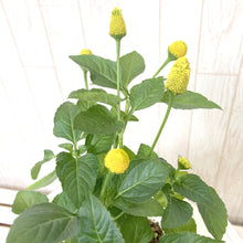 画像をギャラリービューアに読み込む, 【7/27以降発送】スピランテス・タマゴボール(オランダセンニチ) 3ポットセット