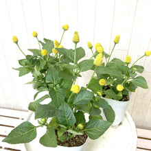 画像をギャラリービューアに読み込む, 【7/27以降発送】スピランテス・タマゴボール(オランダセンニチ) 3ポットセット