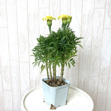 画像をギャラリービューアに読み込む, 【7/27以降発送】マリーゴールド・デイジーウィールレモン 3ポットセット