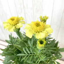 画像をギャラリービューアに読み込む, 【7/27以降発送】マリーゴールド・デイジーウィールレモン 3ポットセット