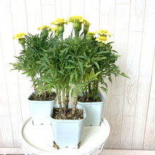 画像をギャラリービューアに読み込む, 【7/27以降発送】マリーゴールド・デイジーウィールレモン 3ポットセット