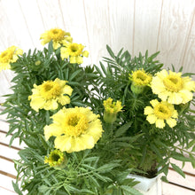 画像をギャラリービューアに読み込む, 【7/27以降発送】マリーゴールド・デイジーウィールレモン 3ポットセット