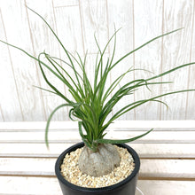 画像をギャラリービューアに読み込む, ノリナ(トックリラン/ポニーテール) 3.5号