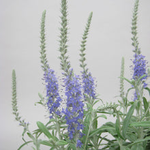 画像をギャラリービューアに読み込む, 【予約商品:9/13発送】ベロニカ・オルナタ・トウテイラン 1ポット