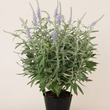 画像をギャラリービューアに読み込む, 【予約商品:9/13発送】ベロニカ・オルナタ・トウテイラン 1ポット