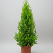 画像をギャラリービューアに読み込む, コニファー・ゴールドクレスト 7号 1鉢
