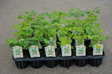 画像をギャラリービューアに読み込む, 【予約商品:7/5発送】モリンガ(ワサビノキ) 3号 3ポットセット スーパーフード ※TVでも紹介されました!