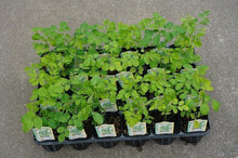 画像をギャラリービューアに読み込む, 【予約商品:7/5発送】モリンガ(ワサビノキ) 3号 3ポットセット スーパーフード ※TVでも紹介されました!