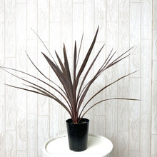 画像をギャラリービューアに読み込む, 【予約商品:10/4以降発送】コルジリネ・レッドスター 3号