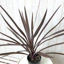 画像をギャラリービューアに読み込む, 【予約商品:10/4以降発送】コルジリネ・レッドスター 3号