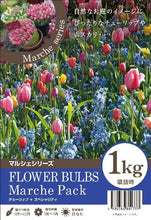 画像をギャラリービューアに読み込む, 【11/25発送】チューリップ &ムスカリ ミックスカラー 球根 1kg