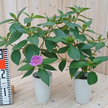 画像をギャラリービューアに読み込む, ノボタン・ピンクフラッシュ(シコン/野牡丹) 4号