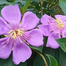 画像をギャラリービューアに読み込む, ノボタン・ピンクフラッシュ(シコン/野牡丹) 4号