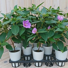 画像をギャラリービューアに読み込む, ノボタン・ピンクフラッシュ(シコン/野牡丹) 4号