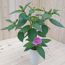画像をギャラリービューアに読み込む, ノボタン・ピンクフラッシュ(シコン/野牡丹) 4号