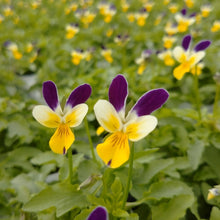 画像をギャラリービューアに読み込む, 【予約商品:11/9まで】ビオラ・プチプチ パープルWイエロー 花苗 3ポットセット