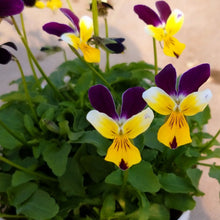 画像をギャラリービューアに読み込む, 【予約商品:11/9まで】ビオラ・プチプチ パープルWイエロー 花苗 3ポットセット