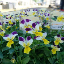 画像をギャラリービューアに読み込む, 【予約商品:11/9まで】ビオラ・プチプチ パープルWイエロー 花苗 3ポットセット