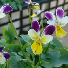 画像をギャラリービューアに読み込む, 【予約商品:11/9まで】ビオラ・プチプチ パープルWイエロー 花苗 3ポットセット