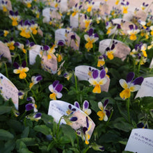 画像をギャラリービューアに読み込む, 【予約商品:11/9まで】ビオラ・プチプチ パープルWイエロー 花苗 3ポットセット