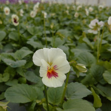 画像をギャラリービューアに読み込む, 【予約商品:11/9まで】ビオラ・雪うさぎ(ユキウサギ) 花苗 3ポットセット