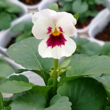 画像をギャラリービューアに読み込む, 【予約商品:11/9まで】ビオラ・雪うさぎ(ユキウサギ) 花苗 3ポットセット