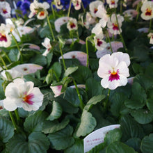 画像をギャラリービューアに読み込む, 【予約商品:11/9まで】ビオラ・雪うさぎ(ユキウサギ) 花苗 3ポットセット