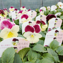 画像をギャラリービューアに読み込む, 【予約商品:11/9まで】ビオラ・丹頂(タンチョウ) 花苗 3ポットセット