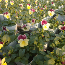 画像をギャラリービューアに読み込む, 【予約商品:11/9まで】ビオラ・丹頂(タンチョウ) 花苗 3ポットセット