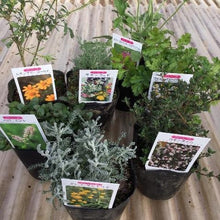 画像をギャラリービューアに読み込む, 【予約商品:4/22発送】虫除けハーブ苗 7種セット