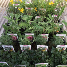 画像をギャラリービューアに読み込む, 【予約商品:4/22発送】虫除けハーブ苗 7種セット