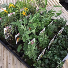 画像をギャラリービューアに読み込む, 【予約商品:4/22発送】虫除けハーブ苗 7種セット