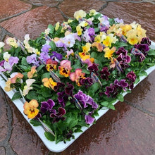 画像をギャラリービューアに読み込む, 【予約商品:11/9以降発送】小輪パンジー・わらく 花苗 4ポットセット