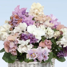 画像をギャラリービューアに読み込む, 【予約商品:11/9以降発送】フリルパンジー・アトリエ 花苗 3ポットセット