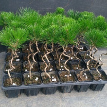 画像をギャラリービューアに読み込む, 【予約商品:11/2以降発送】クロマツ ロングねじり 3ポットセット 3号