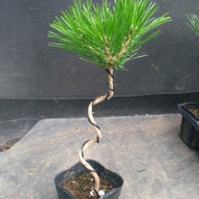 画像をギャラリービューアに読み込む, 【予約商品:11/2以降発送】クロマツ ロングねじり 3ポットセット 3号