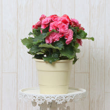 画像をギャラリービューアに読み込む, ベゴニア・ストロベリーフィールズ 5号