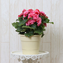 画像をギャラリービューアに読み込む, ベゴニア・ストロベリーフィールズ 5号