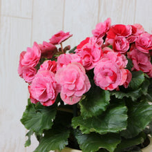 画像をギャラリービューアに読み込む, ベゴニア・ストロベリーフィールズ 5号