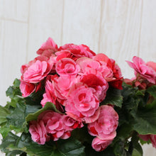 画像をギャラリービューアに読み込む, ベゴニア・ストロベリーフィールズ 5号