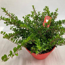 画像をギャラリービューアに読み込む, 【ハートが実る奇跡の木】ハートツリー(ハリツルマサキ) 8号