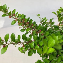 画像をギャラリービューアに読み込む, 【ハートが実る奇跡の木】ハートツリー(ハリツルマサキ) 8号
