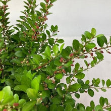 画像をギャラリービューアに読み込む, 【ハートが実る奇跡の木】ハートツリー(ハリツルマサキ) 8号