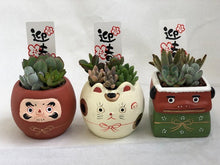 画像をギャラリービューアに読み込む, 【予約注文:12/17発送】多肉植物 迎春セット陶器鉢 3鉢アソート